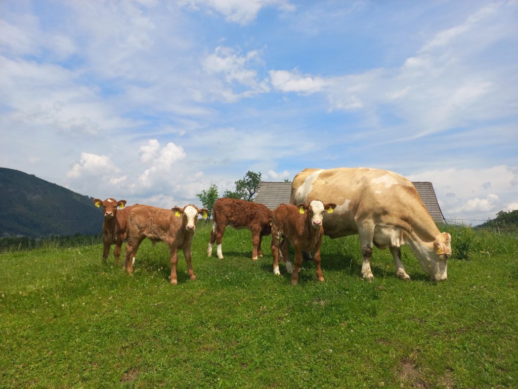 Cow with four calves on a meadow. The roof of a farm can be seen in the background.