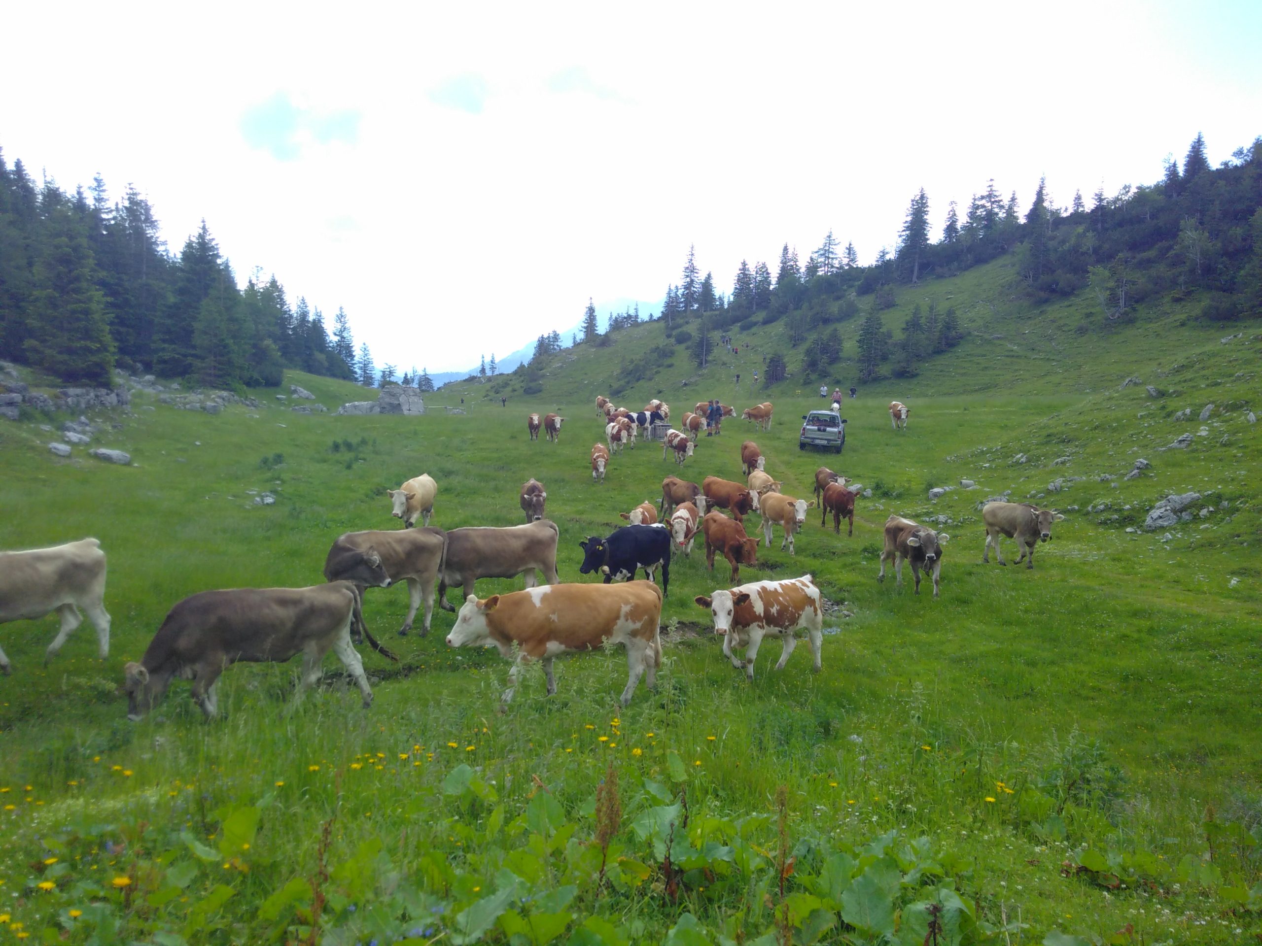 Einladung zum Workshop „Landbewirtschaftung und Naturschutz auf Almen und Bergwiesen“