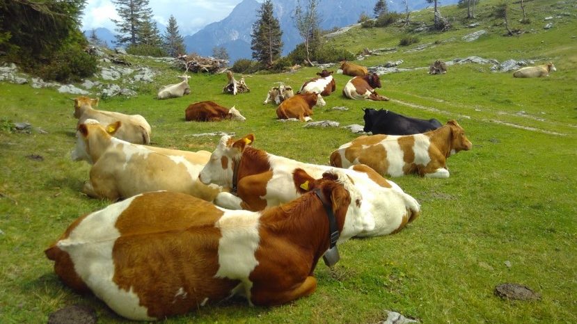 Landbewirtschaftung auf Almen und Bergwiesen – eine partizipativ-ökonomische Betrachtung