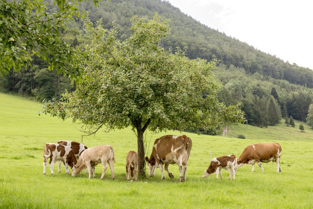 Kühe und Kälber auf der Weide unter kleinem Baum.